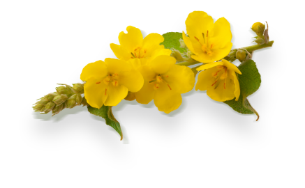 Fleur jaune