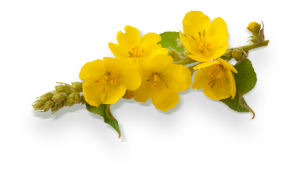 Yellow flower