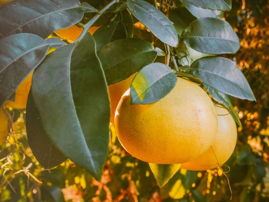 Spotlight on grapefruit seed extract - biological laboratory in Normandy - design of liquid food supplements Spotlight on grapefruit seed extract