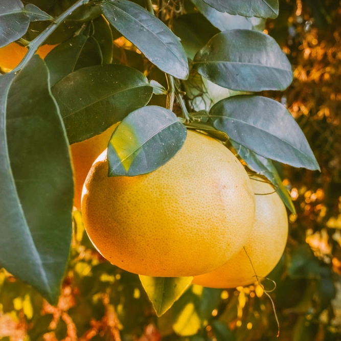 Spotlight on grapefruit seed extract